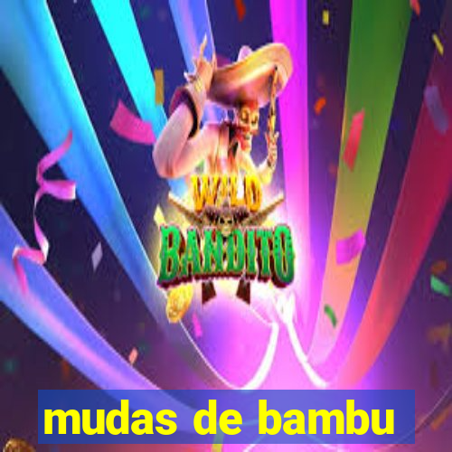 mudas de bambu