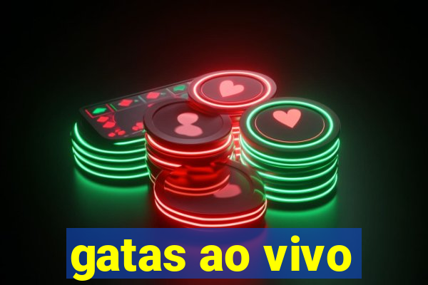 gatas ao vivo